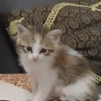 خواهر،برادرجفت (واگذاری)اسکاتیش فولد