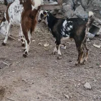 کهره با بچه نر