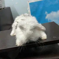 خرگوش لوپ اصل و خالص و بشدت نمکی و صورت فلت