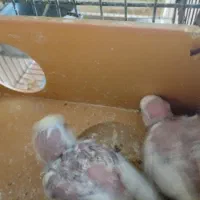 معاوضه مرغ عشق
