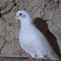 کبوتر فروشی|پرنده|شاهرود, |دیوار