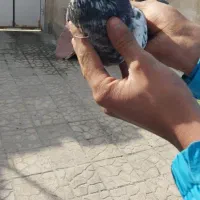 کفتر|پرنده|ماهدشت, |دیوار