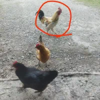 خروس جوان