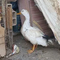 اردک