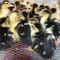 جوجه اردک اسرائیلی تعداد ۵۰عدد