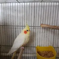 پرنده عروس|پرنده|تربتحیدریه, میدان مرکزی|دیوار