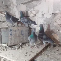 ۴ عدد مسافتی