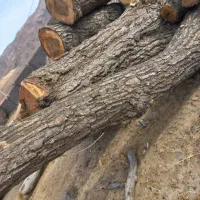 فروش چوب گردو رنگ قهوه ای|عمدهفروشی|مروست, |دیوار