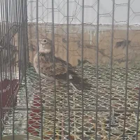 سهره خاکی|پرنده|کوهدشت, |دیوار