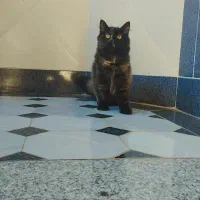 گربه ماده پرشین دال فیس ۴ ماهه شناسنامه دار|گربه|ساری, |دیوار