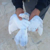 سار نر پرش سنگین بوم بلند داداش به جیبت|پرنده|مشهد, چهارچشمه|دیوار