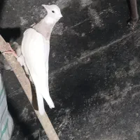 طوقی آجری 7پر