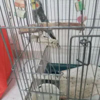 عروس هلندی و طوطی برزیلی|پرنده|تهران, خانی آباد نو شمالی|دیوار