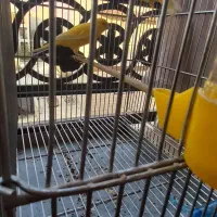 قناری نر پرتغالی|پرنده|تهران, چیتگر شمالی|دیوار