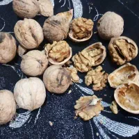 فروش گردو
