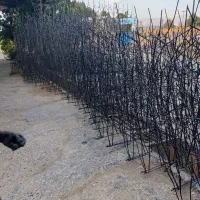 تولیدوپخش حفاظ شاخ گوزنی|خدمات پیشه و مهارت|هشتگرد, شهرک ریحانه|دیوار