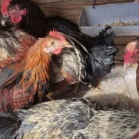 فروش جوجه محلی