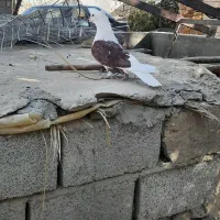 پشت دار نر کله پفکی رند قدیم