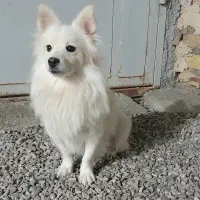 معاوضه سگ با هر چیزی