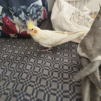 جفت جوجه عروس نر