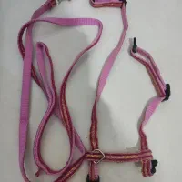 واگذاری رایگان گربه DSH|گربه|اندیشه, شهرک مریم|دیوار