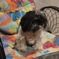 سگ شیتزو سوپر فلت