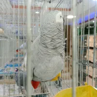 کاسکو سخنگو|پرنده|تهران, حسنآباد|دیوار