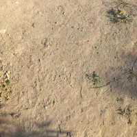 کارگر برای چیدن انگور