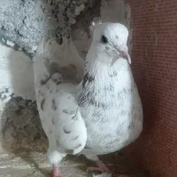 طوقی|پرنده|عجب شیر, |دیوار