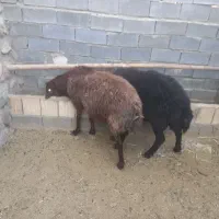 فروش بره