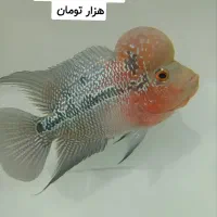 ماهی فلاور هورن نر و ماده و بچه فلاور|ماهی|مشهد, حضرت حجت|دیوار