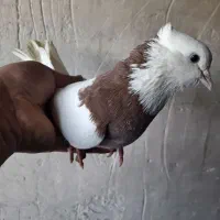 ۱۴عددکبوتر به فروش می‌رسد