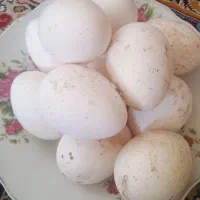 تخم بوقلمون