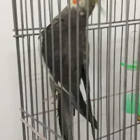 یک جفت عروس جفت شده سالم و سرحال