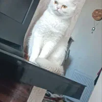 سرپرستی گربه میکس|گربه|مشهد, مشکینی (شهرک غرب)|دیوار