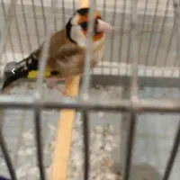 سره نره مست مست