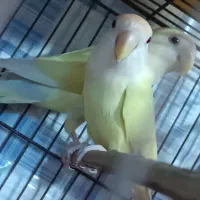 پرنده خانگی رنگ حاص