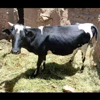 گوساله ماده