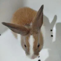 فروش یک خرگوش نر با قفس و غذا