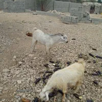 نری پاکستانی|حیوانات مزرعه|قلعه قاضی, |دیوار