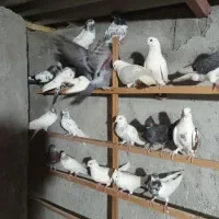 کفتر پرشی رمانتی میدم