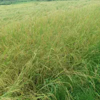 برنج هاشمی فومنات. از شالیزارهای سرسبز گیلان