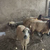 ۱۰راس میش جوان