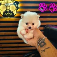 توله سگ پشمالو عروسکی پشمکی فقط 3500 فانتزی