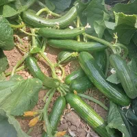 خیار بوته‌ای