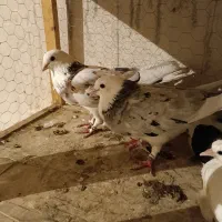 گمشده|پرنده|اصفهان, کوی راه حق|دیوار