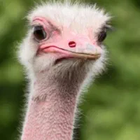 طلاانگشترنقره بدلیجات سکه دستبندتک پوش پلاک