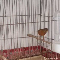 قناری|پرنده|فردیس, شهرک شهید حسینی|دیوار