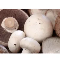 راهنمایی بذر قارچ