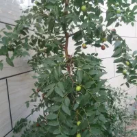 نهال عناب|گل و گیاه طبیعی|خسروشاه, |دیوار